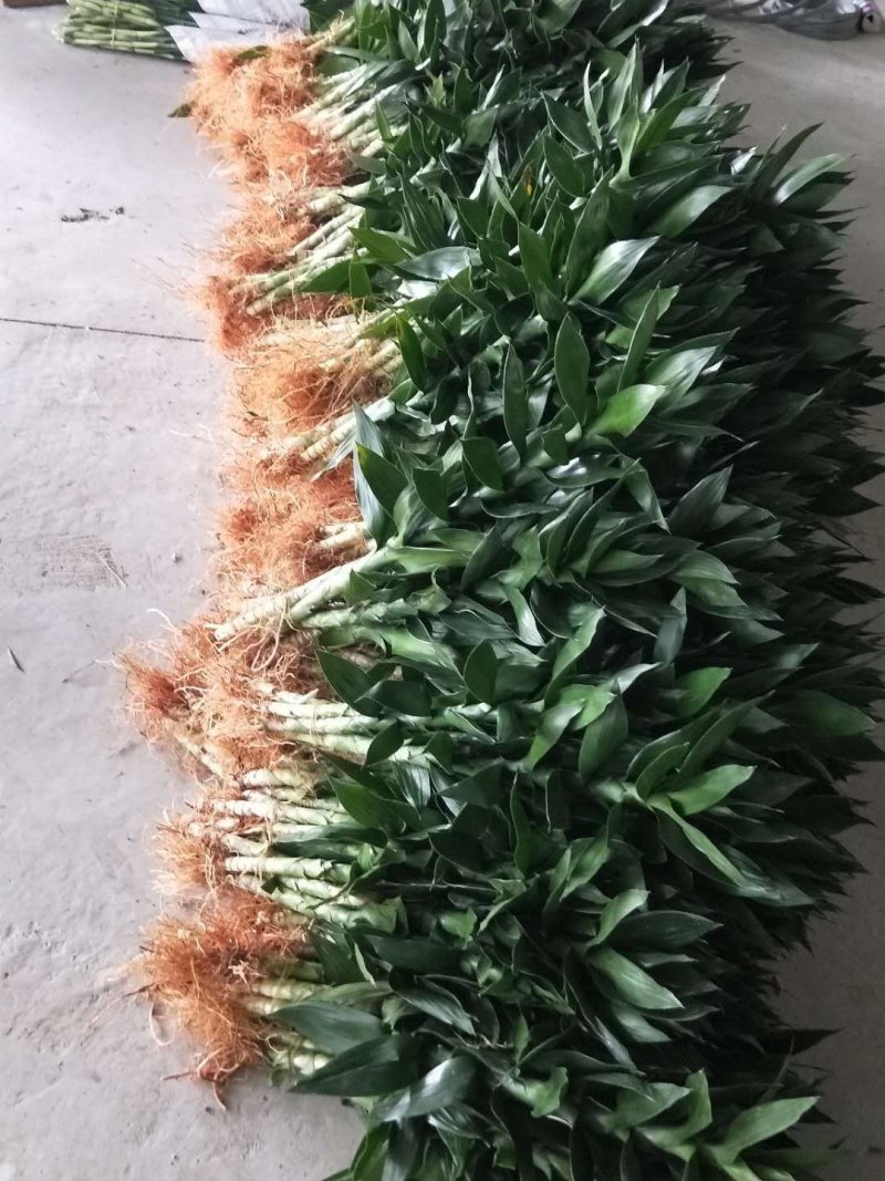 海口基地观音竹，【莲花竹】批发花瓶批发（泰博）