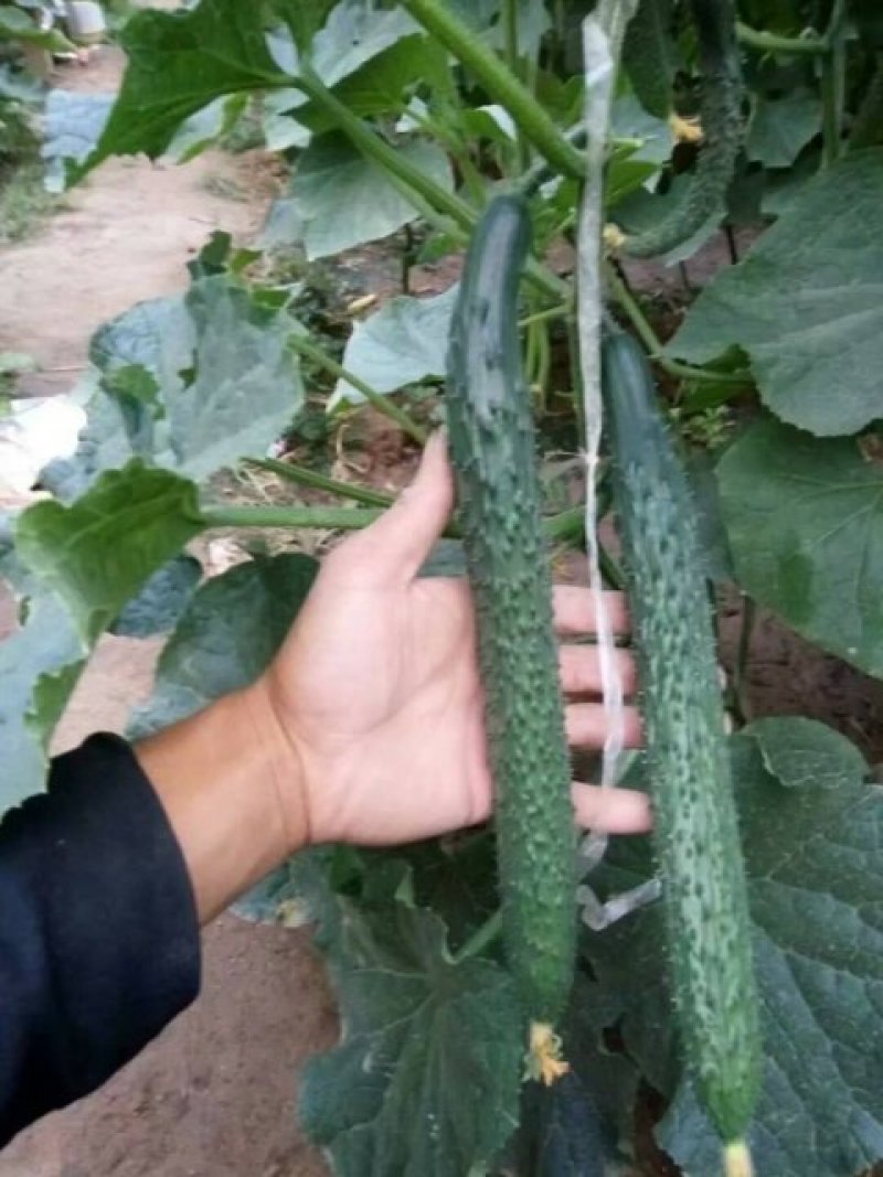 河南高兴果蔬代办中心嫁接黑条油亮密型刺黄瓜，干花带刺