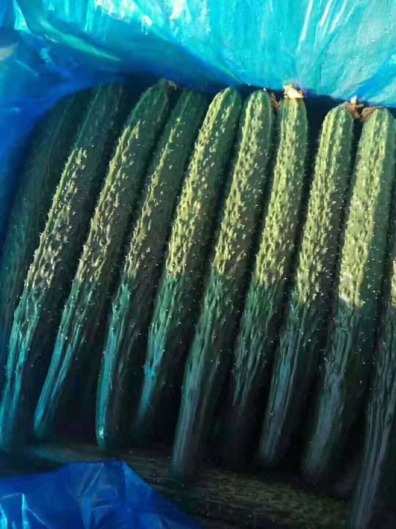 河南高兴果蔬代办中心嫁接黑条油亮密型刺黄瓜，干花带刺