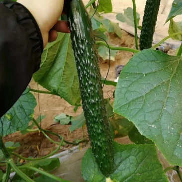 河南高兴果蔬代办中心嫁接黑条油亮密型刺黄瓜，干花带刺