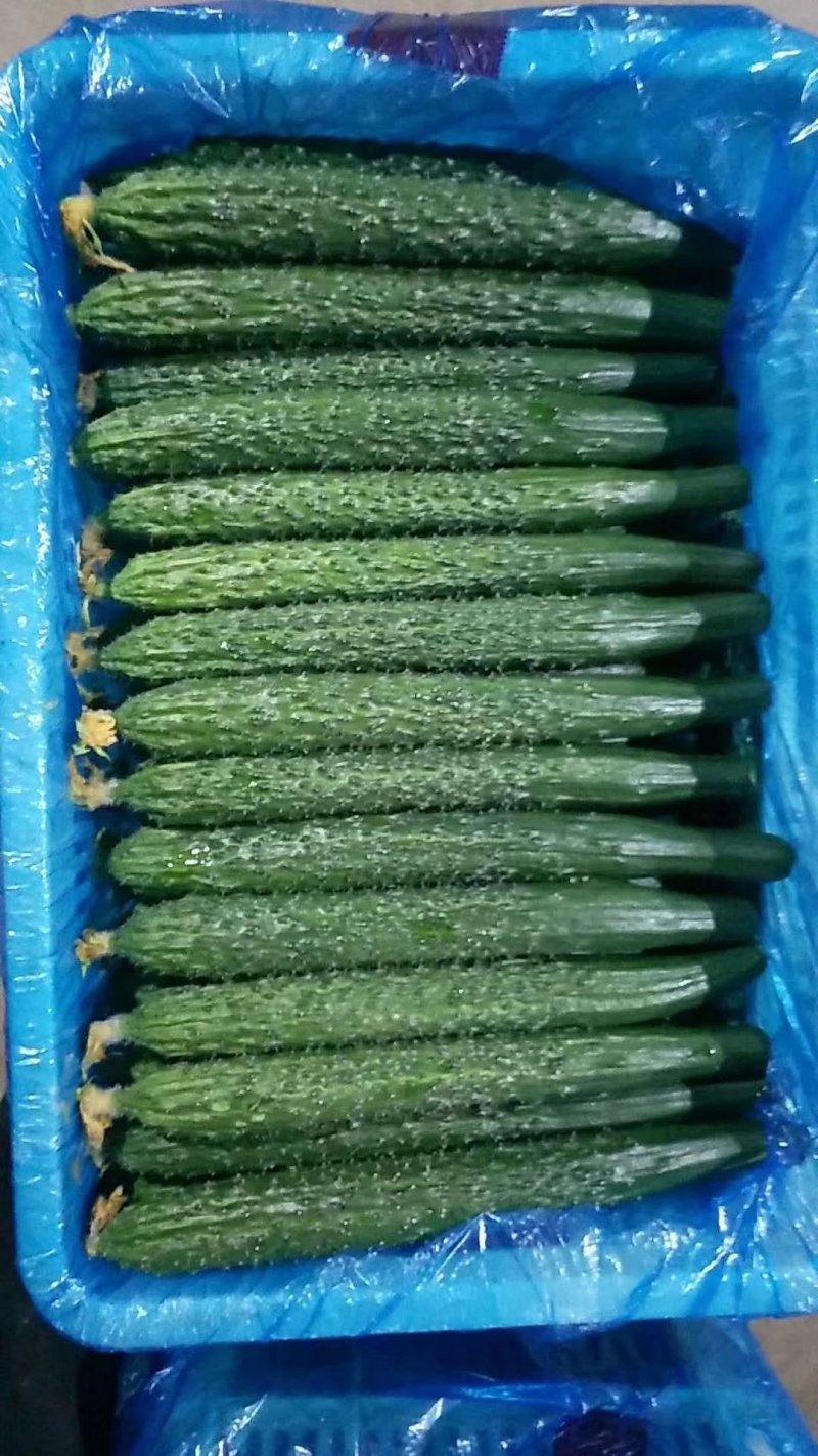 河南高兴果蔬代办中心嫁接黑条油亮密型刺黄瓜，干花带刺