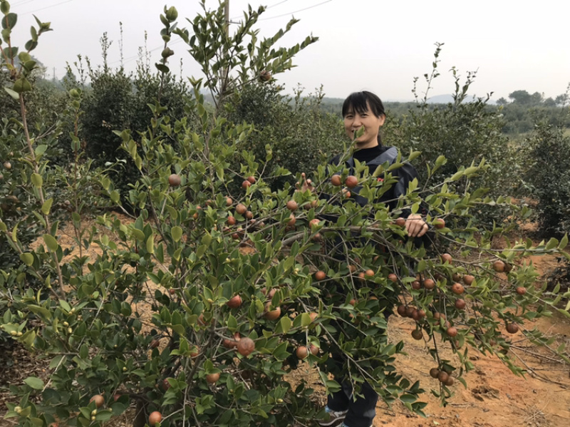 长林系列二年生油茶苗