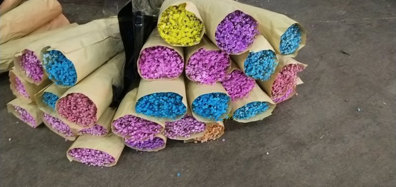 昆明基地直销满天星，有七色可选，质量保证，常年现货批发