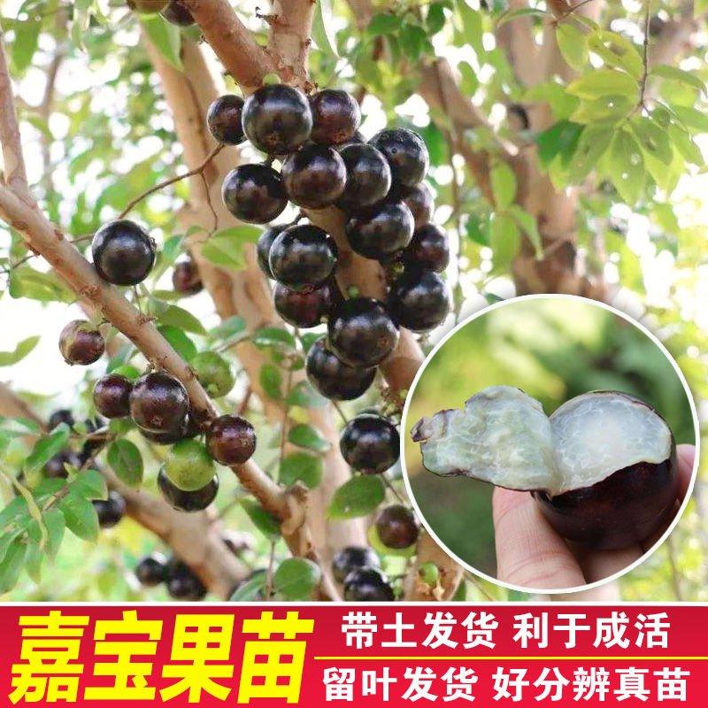 沙巴嘉宝果苗广州苗圃批发树葡萄规格多样欢迎来苗场看货