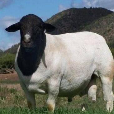 杜泊绵羊种羊纯种黑头杜波羊苗怀孕母羊小尾寒羊种羊