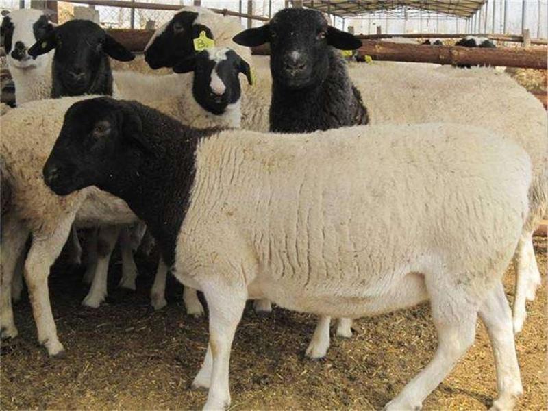 杜泊绵羊种羊纯种黑头杜波羊苗怀孕母羊小尾寒羊种羊
