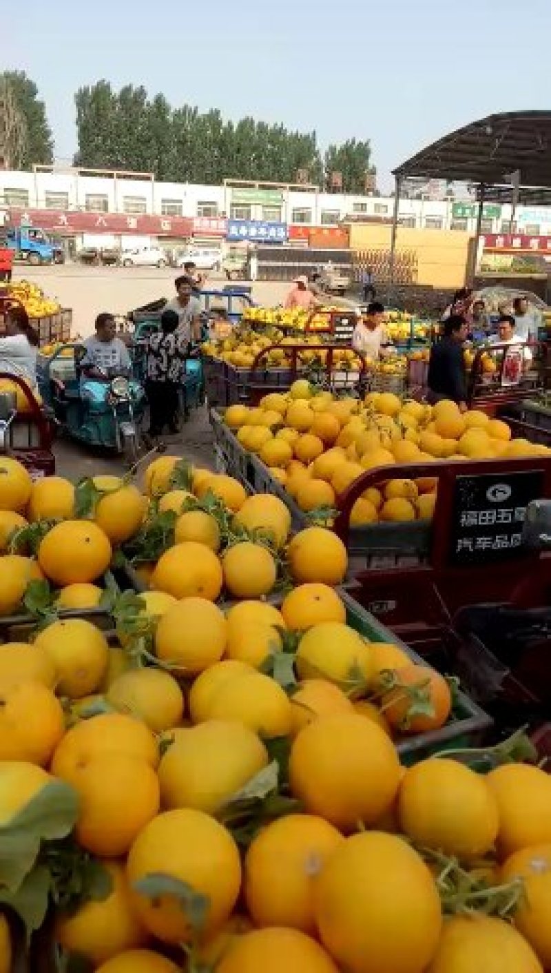 瑞红甜瓜香瓜九红瑞甜瓜产地实力代收一手货源