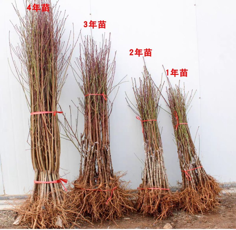 油桃苗中油16号中油18号中油27号油桃苗包品种