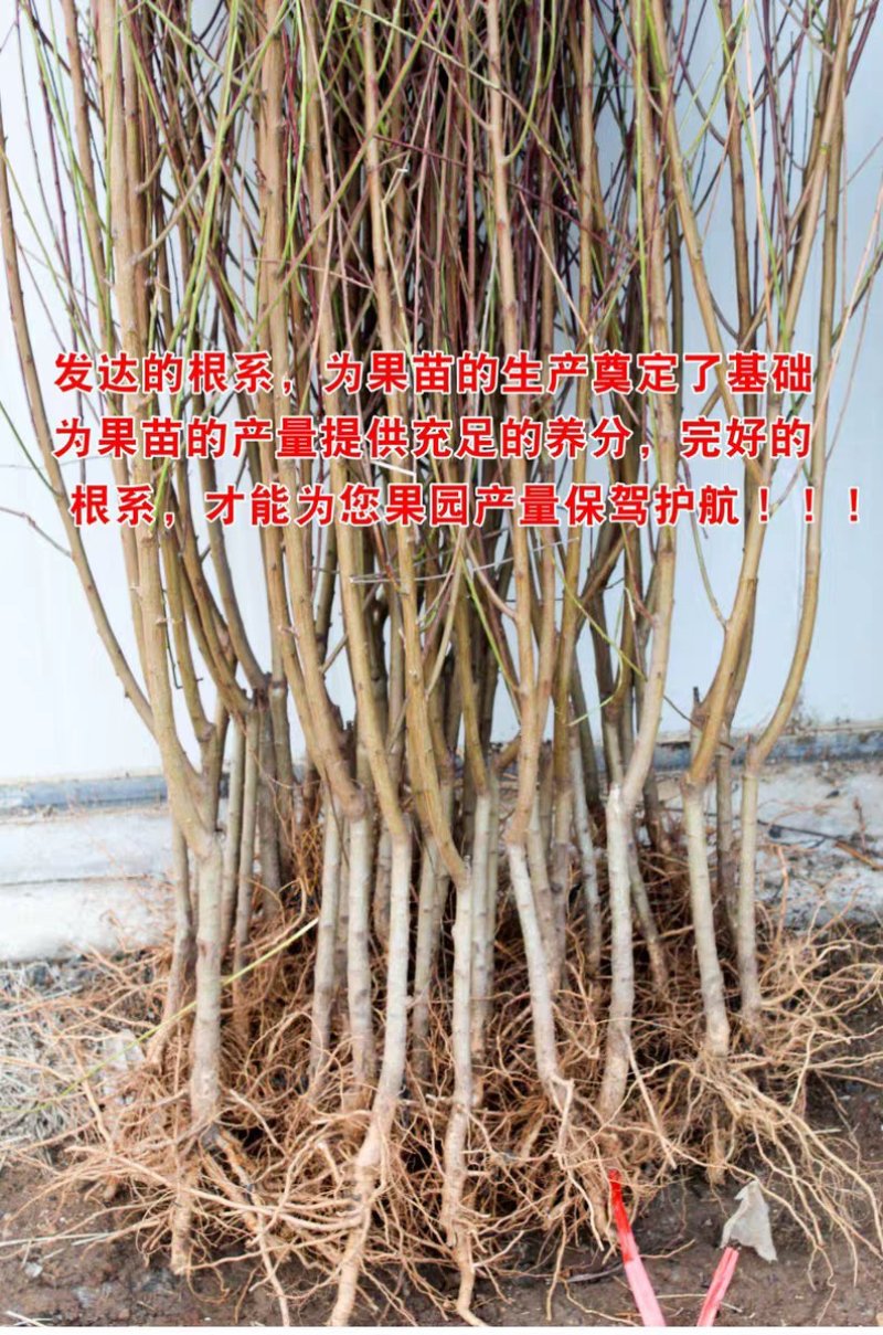 油桃苗中油16号中油18号中油27号油桃苗包品种