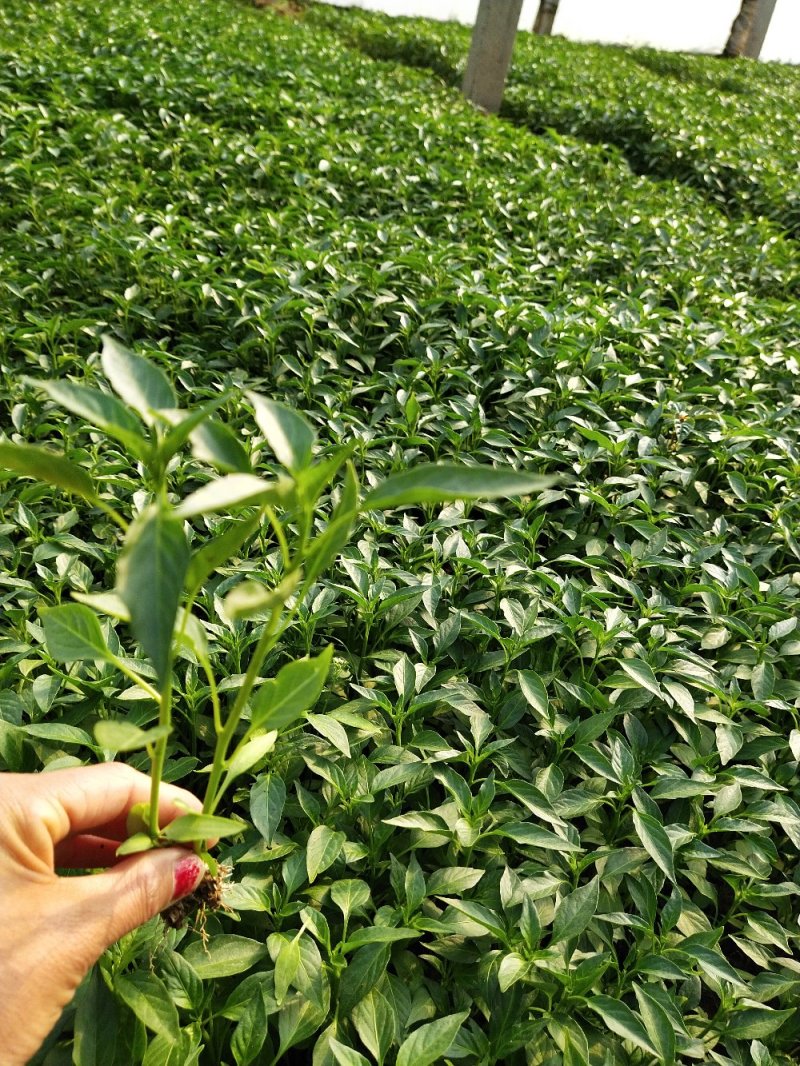 线椒辣椒苗批发，抗病耐寒，大量出售，基地直供