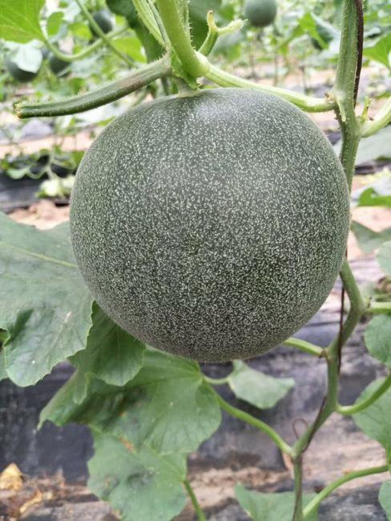 芳香亚洲蜜甜瓜产地直供一手货源电商微商批发市场