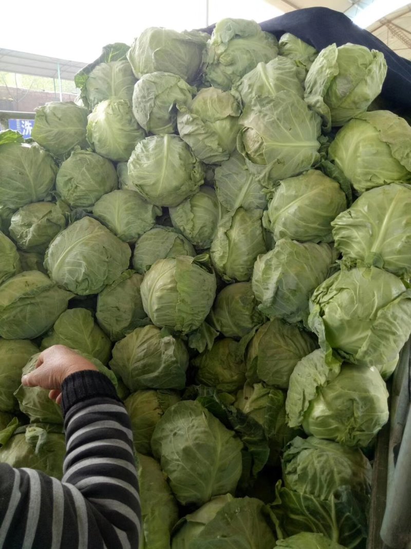 中甘21甘蓝1~2公斤通货