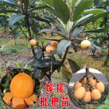 枇杷苗嫁接枇杷树苗盆栽地栽当年结果琵琶