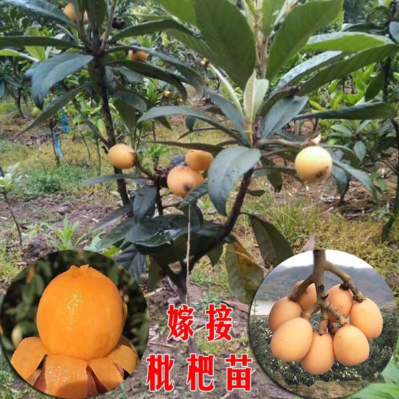 枇杷苗嫁接枇杷树苗盆栽地栽当年结果琵琶