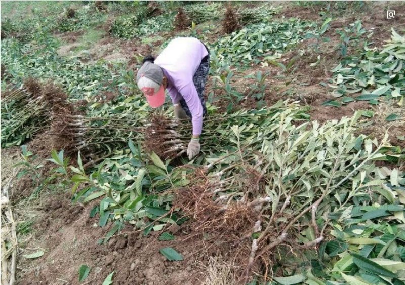 枇杷苗嫁接枇杷树苗盆栽地栽当年结果琵琶
