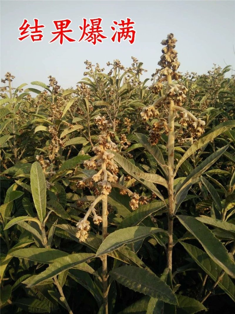 枇杷苗嫁接枇杷树苗盆栽地栽当年结果琵琶