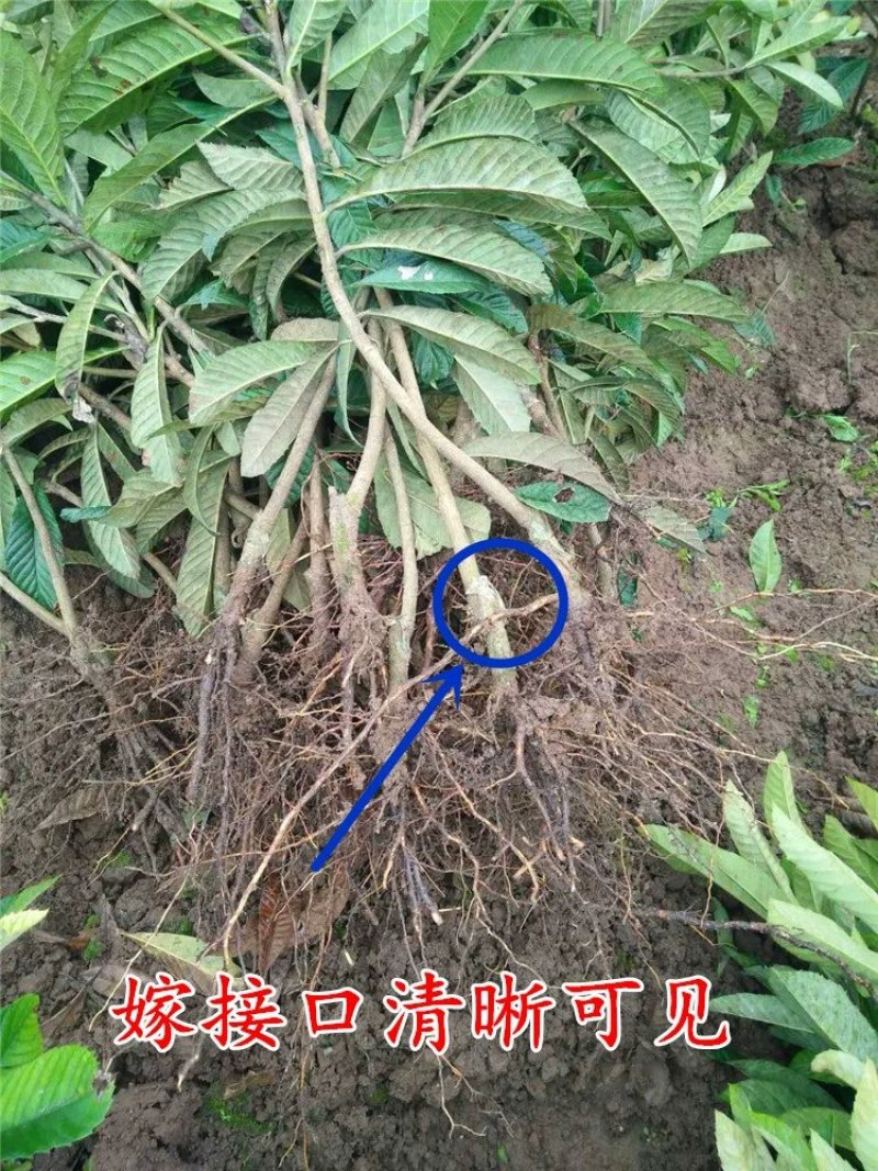 枇杷苗嫁接枇杷树苗盆栽地栽当年结果琵琶