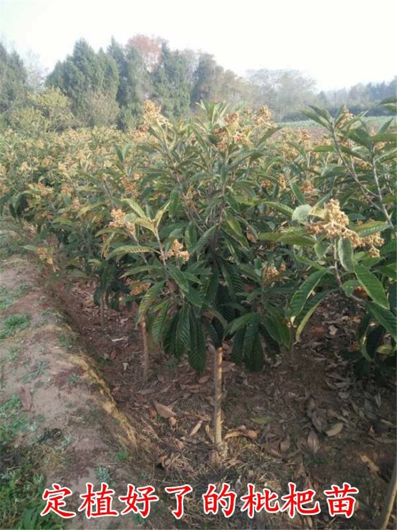 枇杷苗嫁接枇杷树苗盆栽地栽当年结果琵琶