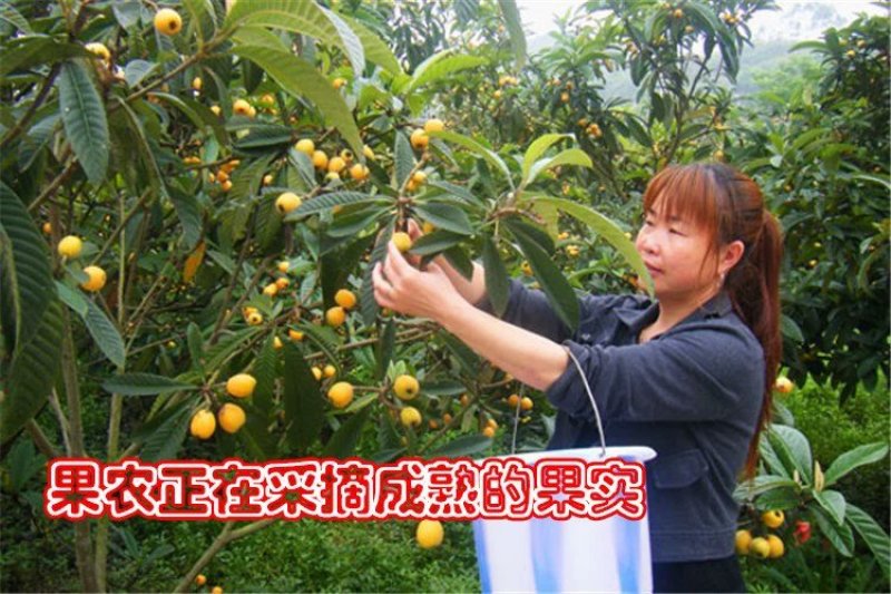 枇杷苗嫁接枇杷树苗盆栽地栽当年结果琵琶