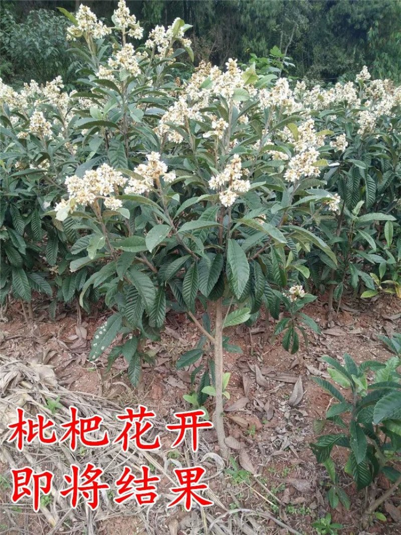 枇杷苗嫁接枇杷树苗盆栽地栽当年结果琵琶