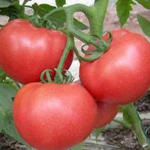 西红柿苗六叶一心，果肉硬实沙瓤，抗病耐热免技术指导