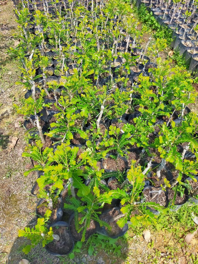 余甘苗，嫁接台湾大青甘，云鹤甜，实生苗。