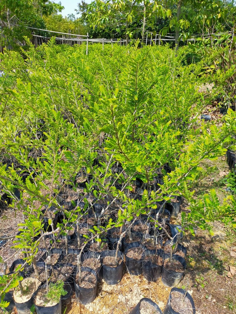 余甘苗，嫁接台湾大青甘，云鹤甜，实生苗。