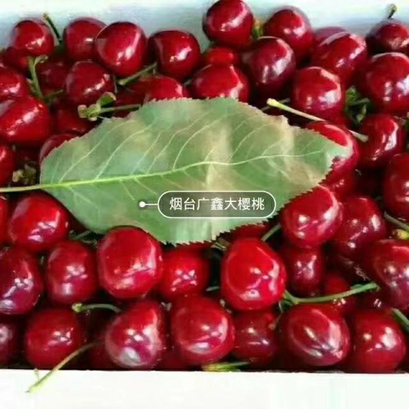 烟台大樱桃一手货源