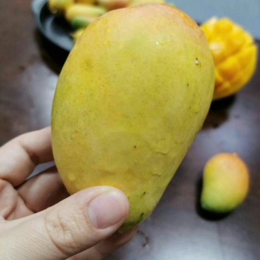海南小台芒，台农芒果，一件代发，诚征代理