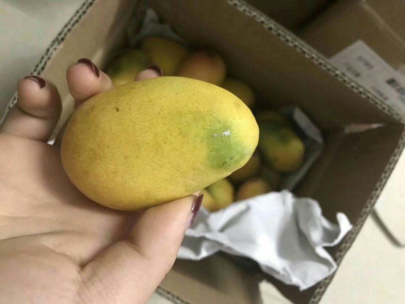 海南小台芒，台农芒果，一件代发，诚征代理