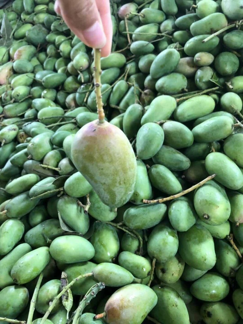 海南小台芒，台农芒果，一件代发，诚征代理