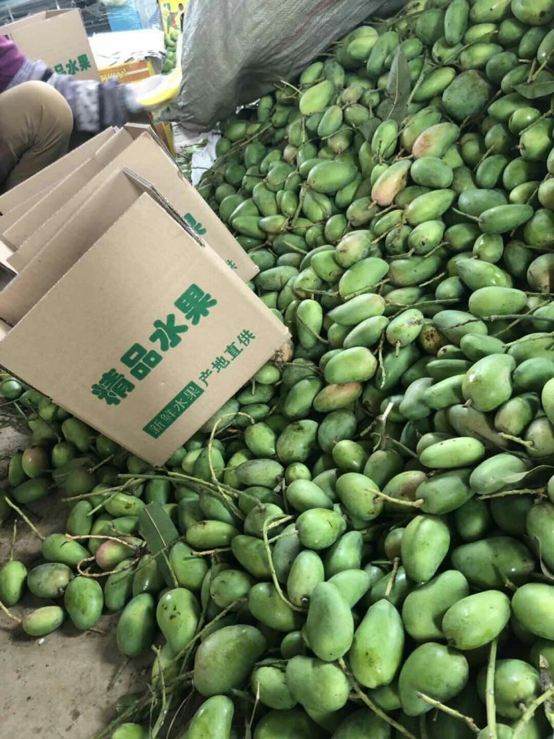 海南小台芒，台农芒果，一件代发，诚征代理