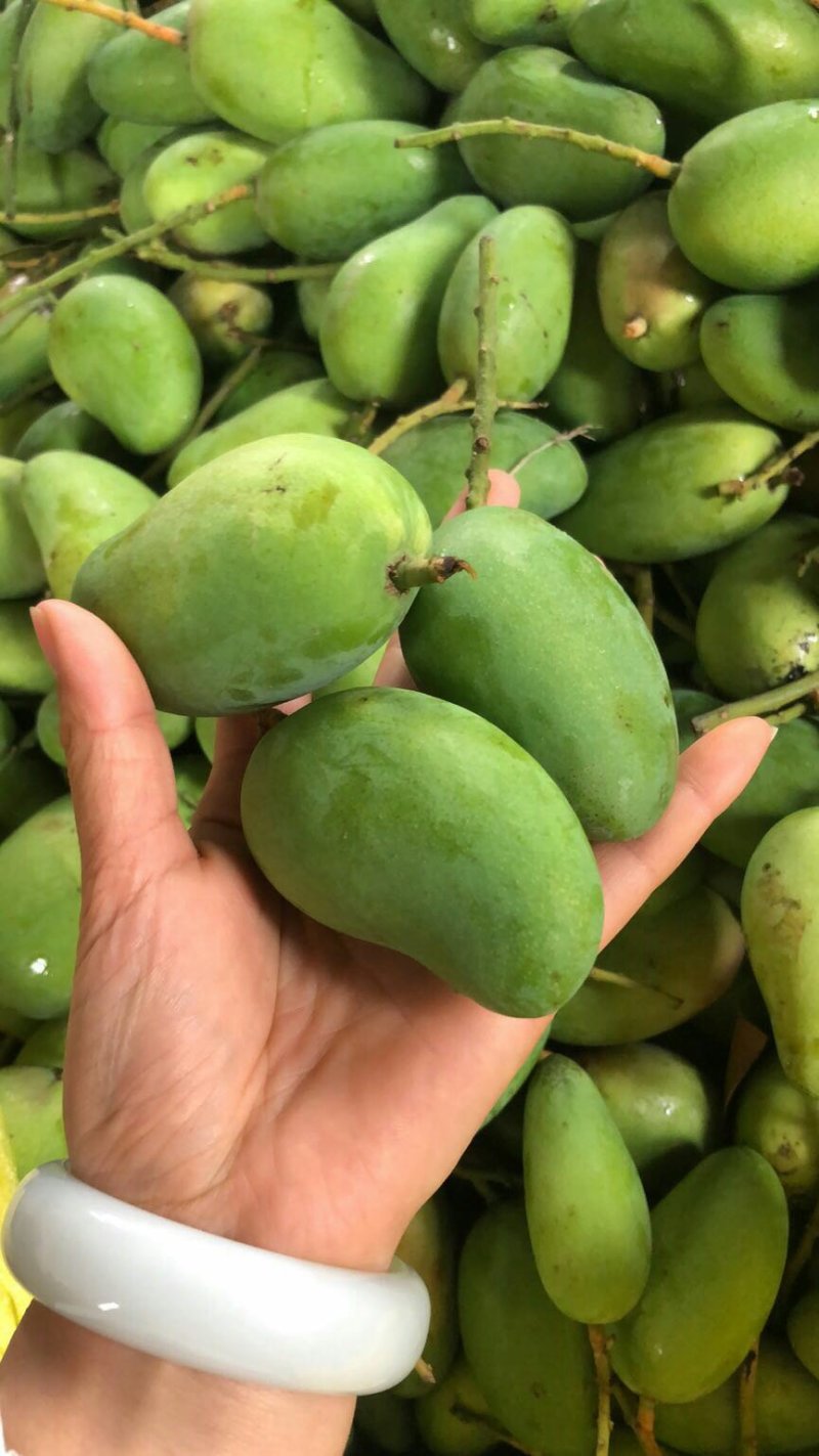 海南小台芒，台农芒果，一件代发，诚征代理