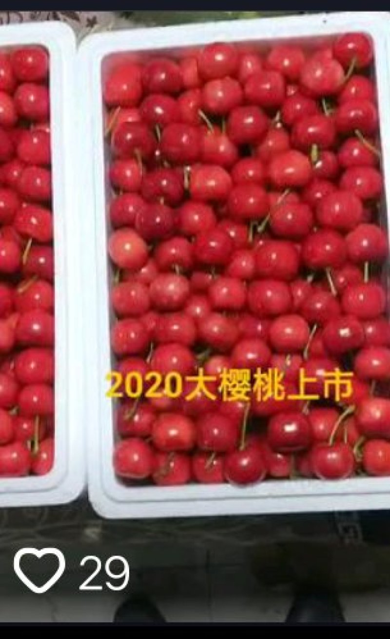 山东潍坊市临朐县大樱桃上市了欢迎客户合作