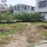 桂花苗，实生苗，茉莉花桂花