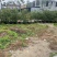 桂花苗，实生苗，茉莉花桂花