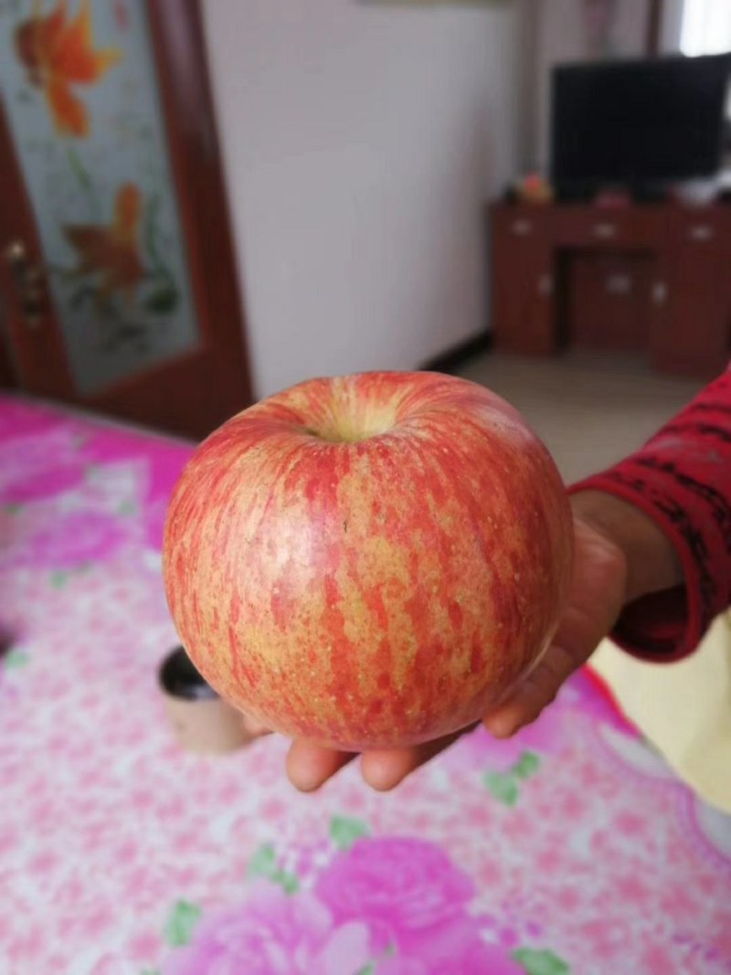 烟台栖霞苹果