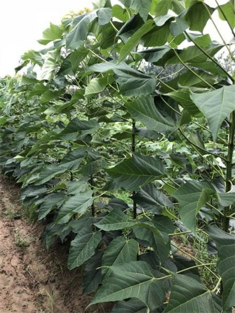 楸树，速生楸树3一5公分量大处理
