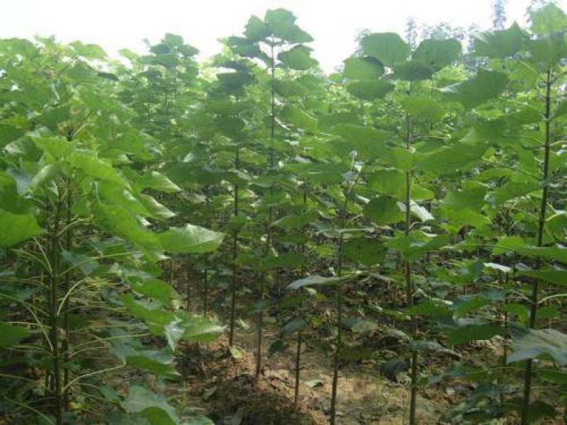 楸树，速生楸树3一5公分量大处理