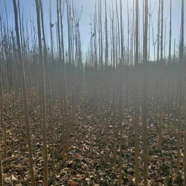 楸树，速生楸树3一5公分量大处理