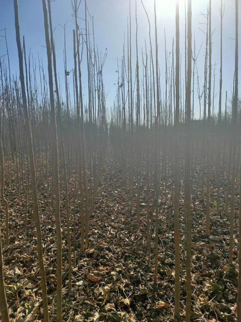楸树，速生楸树3一5公分量大处理