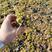 过路黄,金叶过路黄,营养杯杯苗工地成活率高