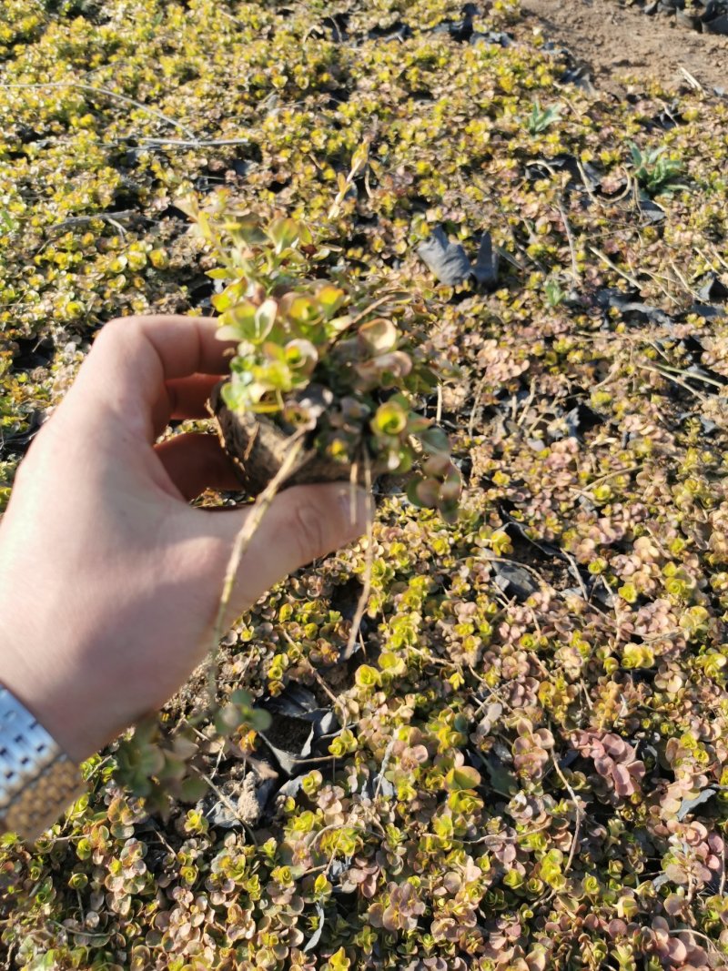 过路黄，金叶过路黄，营养杯杯苗工地成活率高