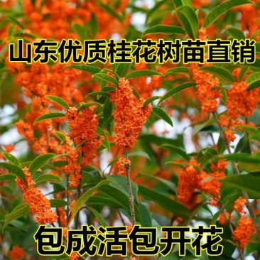 桂花树苗庭院室内四季金桂银桂浓香型开花不断