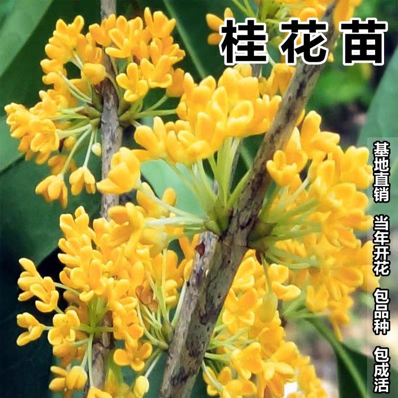 桂花树苗庭院室内四季金桂银桂浓香型开花不断