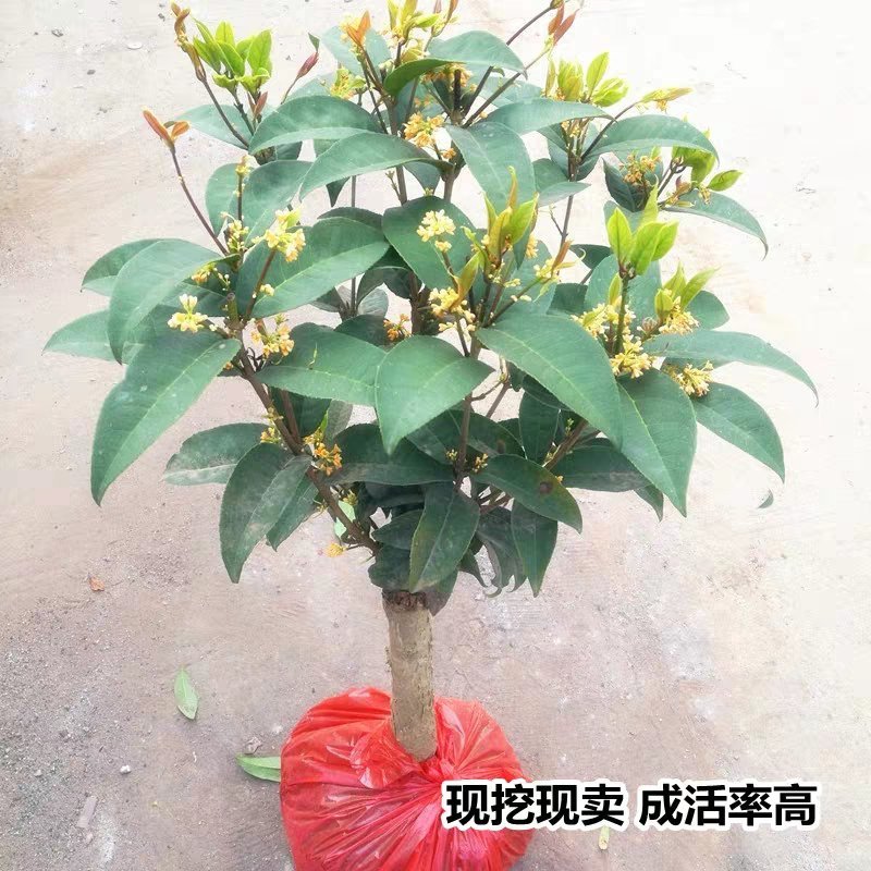桂花树苗庭院室内四季金桂银桂浓香型开花不断