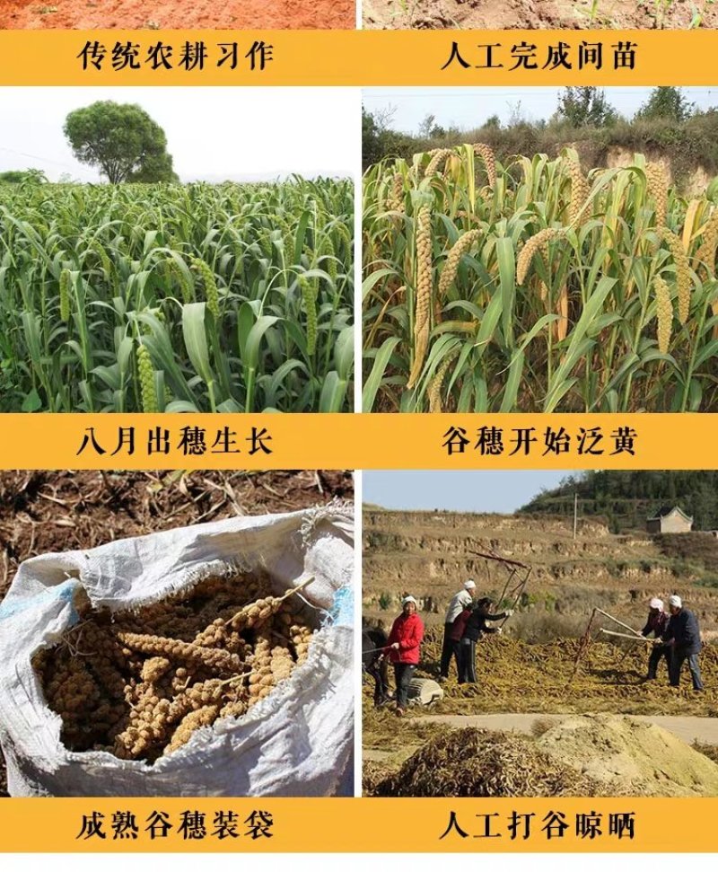 山西黄小米2021新米5斤，农家小米