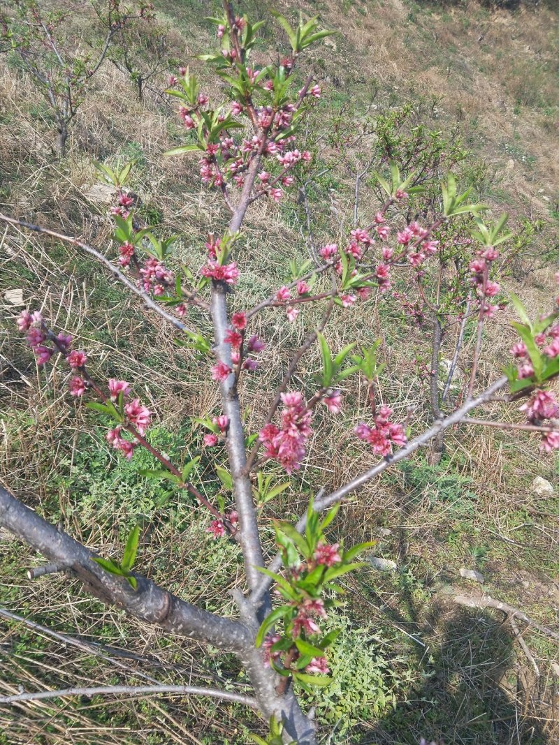 桃子