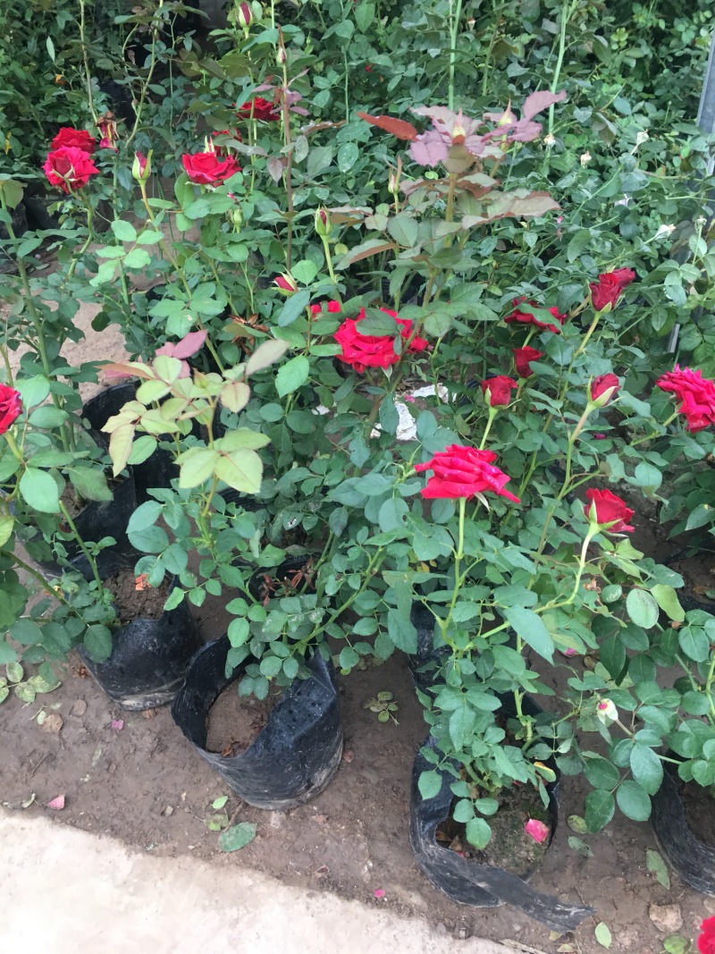 大花月季混色花高度40−50适合绿化工程苗