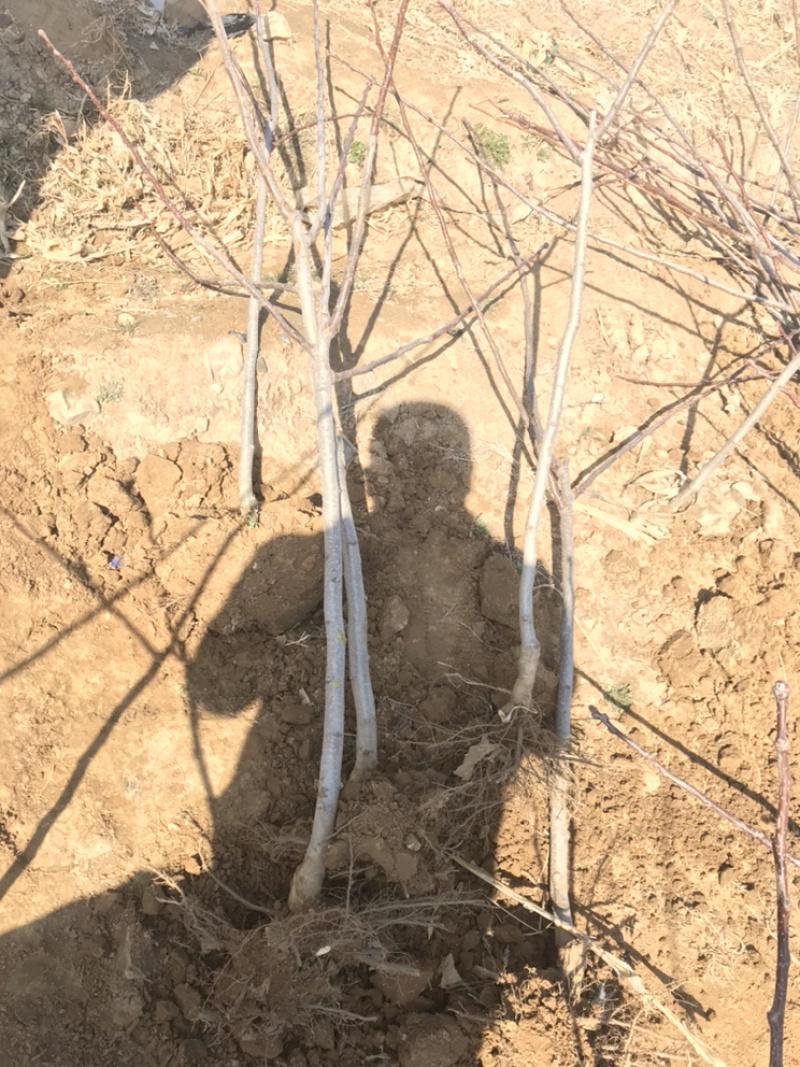 山楂苗甜山楂苗嫁接甜山楂树成苗基地**成活率高